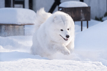 Samoyed white dog is running on snow outside