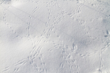 bird tracks on pure white snow