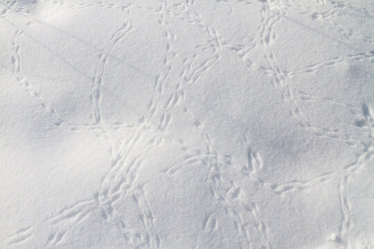 bird tracks on pure white snow