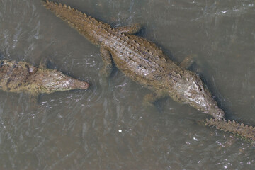 American Crocodile