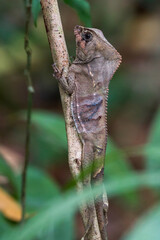 smooth helmeted iguana