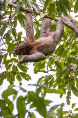 Naklejka premium sloth,