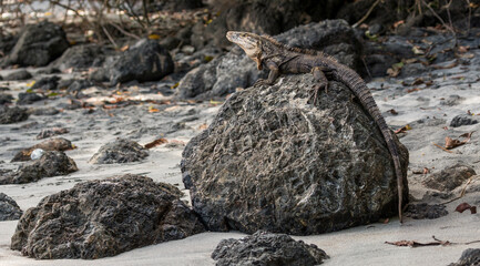 basking iguana