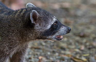 hunting raccoon