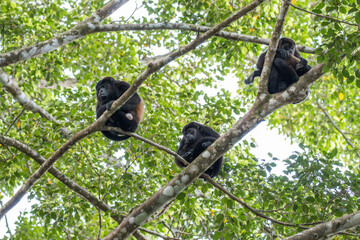howler monkeys resting