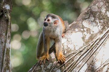 Squirrel monkey