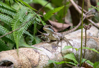 hunting lizzard in Costa Rica