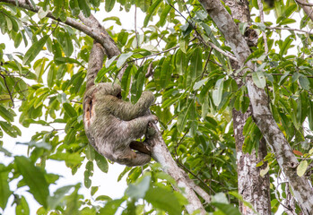 sloth,