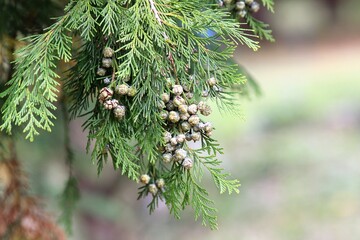 Cupressus funebris branch with young cones
