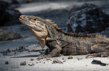 iguana basking 