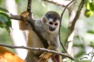 Squirrel monkey portrait