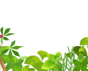 Medicinal plant leaves.Frame of green leaves