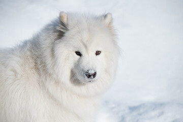 Samoyed white dog close up on snow outside on winter background
