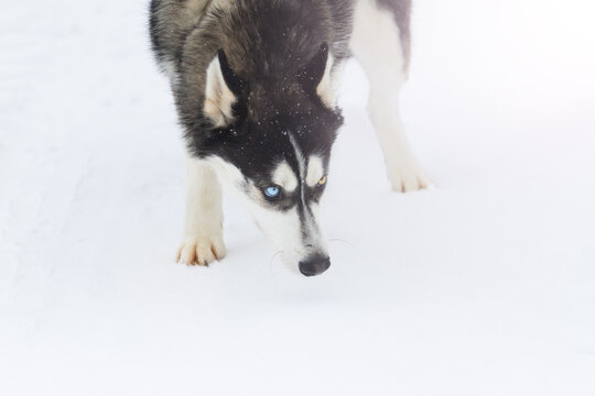 Husky follows a trail on white snow