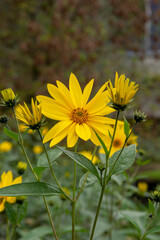 Yellow flowers of The Jerusalem artichoke (Helianthus tuberosus). Flowering sunroot, sunchoke, wild sunflower, topinambur or earth apple.