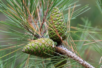 Green cones on pine branches on a blurry background
