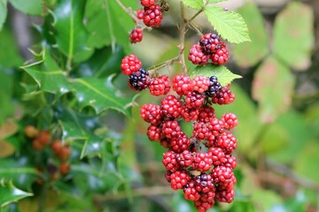 Red blackberry berries on branches with leaves on a blurry background
