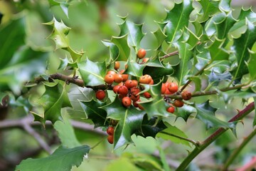 Ripening fruits of Ilex aquifolium in autumn