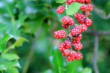 Red blackberry berries on branches with leaves on a blurry background
