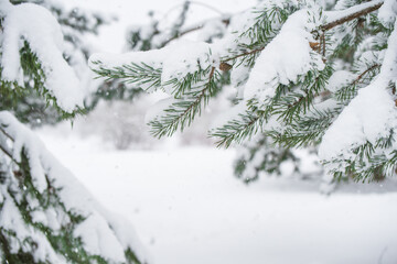 Branches of a fir Christmas tree in the snow in the winter forest