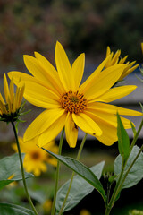 Yellow flowers of The Jerusalem artichoke (Helianthus tuberosus). Flowering sunroot, sunchoke, wild sunflower, topinambur or earth apple.