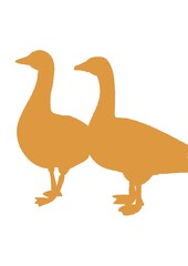 Illustration d’un duo d’animaux volatiles tels que l’oie, le cygne ou le canard. Ces oiseaux sont de couleur unis jaune moutarde. 