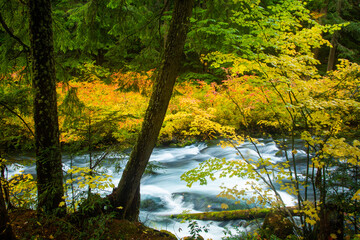 The McKenzie river and vine maple trees showing brilliant fall color in the Willamette  National...