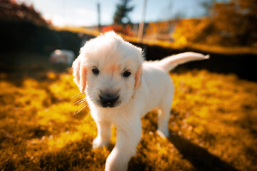 golden retriever puppy