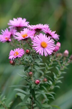 Pink Aster tataricus flowers in the park in autumn
