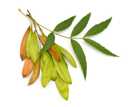 Fraxinus angustifolia, the narrow-leaved ash. Isolated on white
