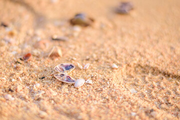 Shell on the beach