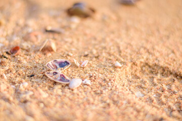 Shell on the beach