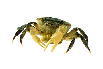 Crab (Field crab) Isolated on white background