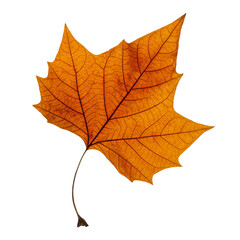 Autumn coloured maple leaf