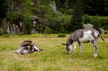 Naklejka na ściany i meble Two young gray donkey roll, graze and twirl on the green meadow of the Italian Alps