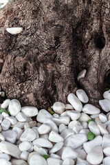 Beautiful texture of an olive tree close-up. Background of white pebbles and olives.