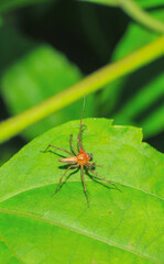Naklejka premium Lynx spider (Oxyopidae) sitting on a green leaf. Oxyopes Shweta is a species of lynx spider. This spider is distributed in India and China. An active hunter is commonly seen in green leaves.