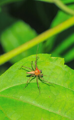 Lynx spider (Oxyopidae) sitting on a green leaf. Oxyopes Shweta is a species of lynx spider. This spider is distributed in India and China. An active hunter is commonly seen in green leaves.