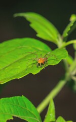 Fototapeta premium Lynx spider (Oxyopidae) sitting on a green leaf. Oxyopes Shweta is a species of lynx spider. This spider is distributed in India and China. An active hunter is commonly seen in green leaves.