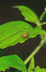 Lynx spider (Oxyopidae) sitting on a green leaf. Oxyopes Shweta is a species of lynx spider. This spider is distributed in India and China. An active hunter is commonly seen in green leaves.