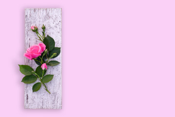 rose flowers on a wooden board. top view .background. copyspace. isolated on a pink background