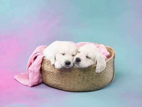 puppies in a basket on a blue background. Golden Retriever in the studio. cute dog