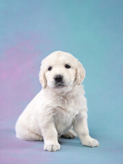 puppy on a blue background. Golden Retriever in the studio. cute dog