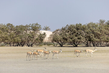 Fototapeta na wymiar Herd of oryxes walking at the beach in Abu Dhabi near the mangroves, wildlife of UAE