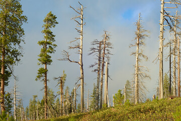 Dead forest after old fire in Oregon mountains at sunset.