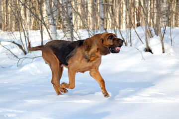 An adult Bloodhound runs along a snowy road. Walking the dog in winter day. 