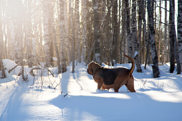 An adult Bloodhound walks through a snowy forest. Walking the dog in winter.