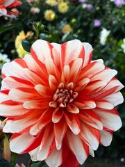 red dahlia flower in garden