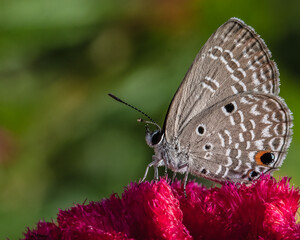 A Eastern tail butterfly on a blooming pink flower