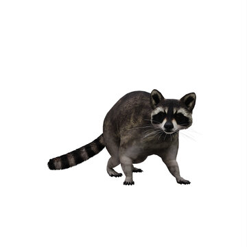 recommend clip art: Raccoon